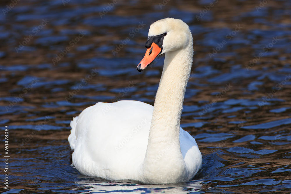 Mute swans spend the winter in Aomori Prefecture, Japan, waiting for spring Mute swans spend the winter in Aomori Prefecture, Japan, waiting for spring