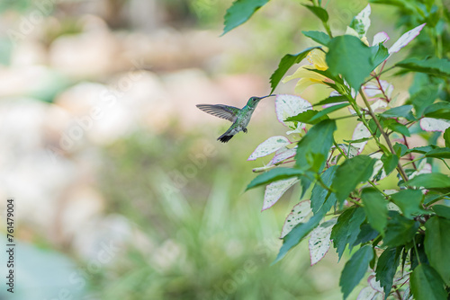 Ficheiro:Beija-flor-de-barriga-branca (Amazilia leucogaster) O beija-flor-de-barriga-branca ou colibri-de-peito-branco-atlântico é uma espécie de ave da família Trochilidae. É encontrado do nordeste