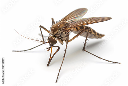 Detailed Close-Up Photo of Mosquito Isolated on White Background