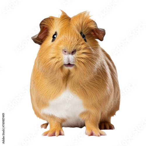 Guinea pig on transparent background, png 