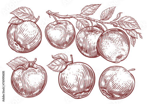 Set of apples. Apple fruit, branch with leaves. Hand drawn sketch engraving style vector illustration
