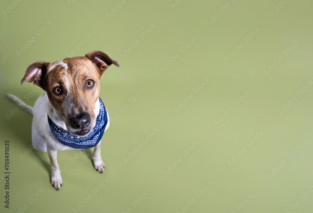 Dog portrait in a green background Dog portrait in a green background