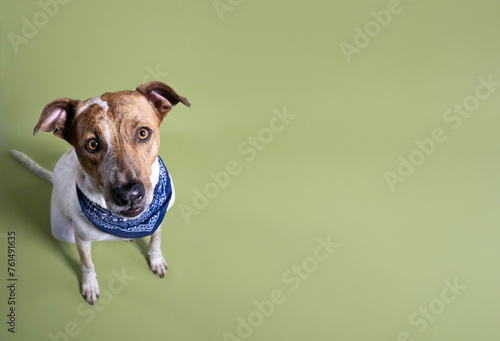 Obraz na plátne Dog portrait in a green background