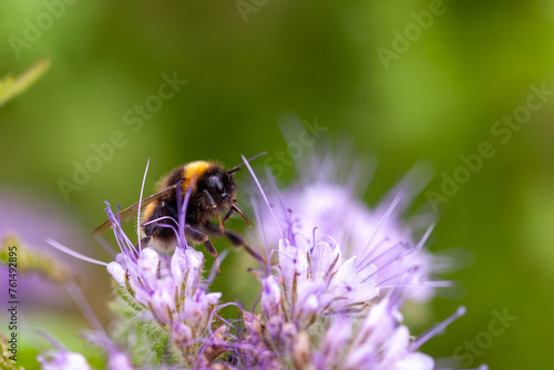 Les pollinisateurs - Bourdon terrestre butinant des fleurs de phacélie © Olivier-Tuffé