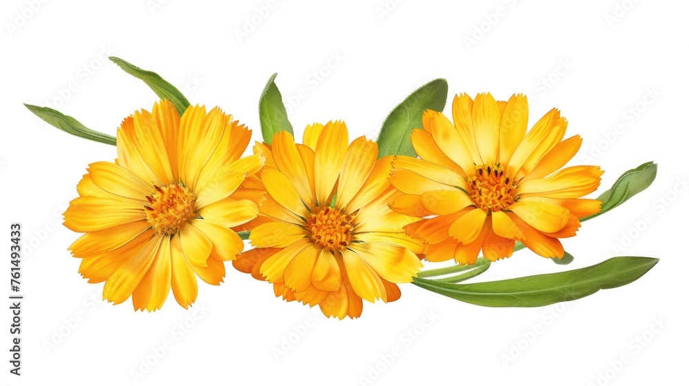 Three yellow flowers with green leaves on a white background. Perfect for botanical and nature themed designs Three yellow flowers with green leaves on a white background. Perfect for botanical and nature themed designs