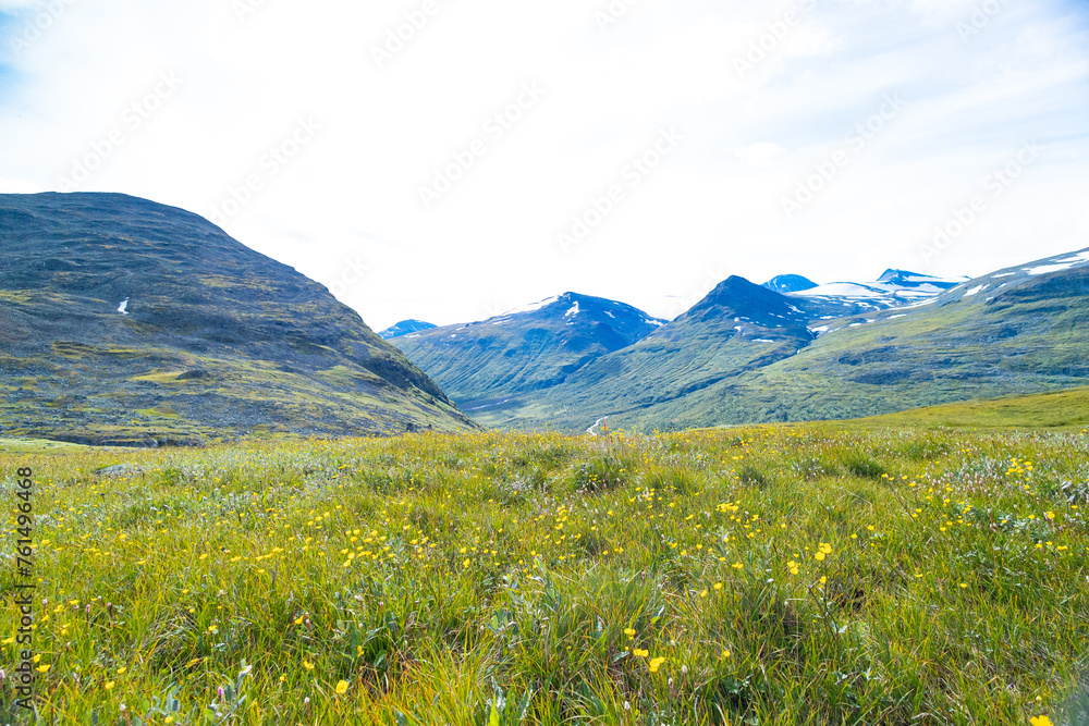 Fototapeta premium Beautiful flowers blooming in the Sarek National Park, Sweden. Bright scenery of Northern Europe wilderness during summer.