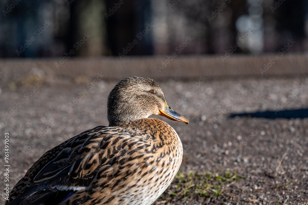 One lonely female Mallard standing i park Orebro Sweden One lonely female Mallard standing i park Orebro Sweden