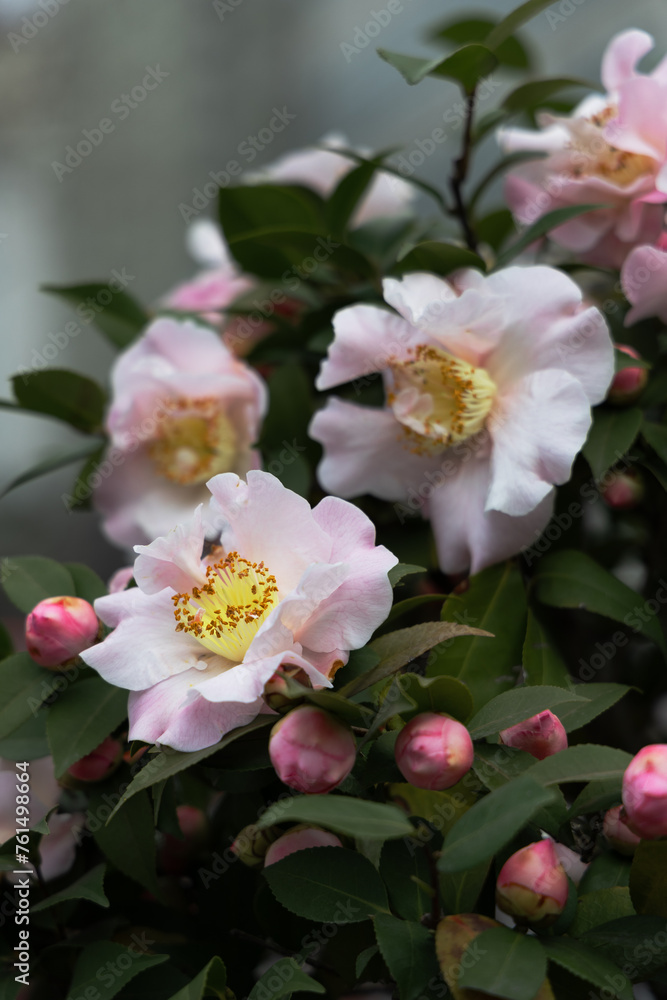 Close-up of pink camellias blooming in spring, photographed in Shanghai, China Close-up of pink camellias blooming in spring, photographed in Shanghai, China