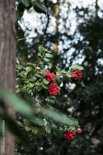Close-up of red camellias blooming in spring, photographed in Shanghai, China