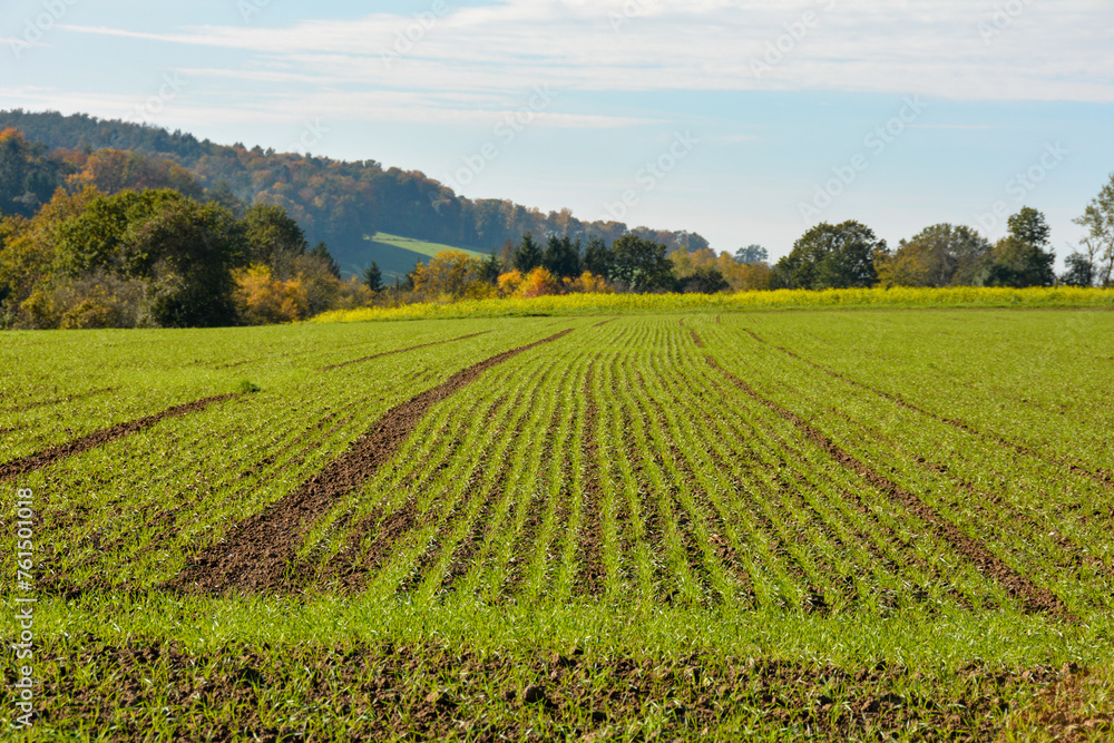 Green landscape with trees and a field, with blue sky