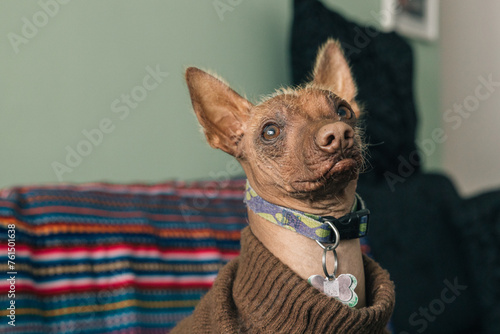 Tableau sur toile Portrait of a Peruvian hairless Dog Viringo