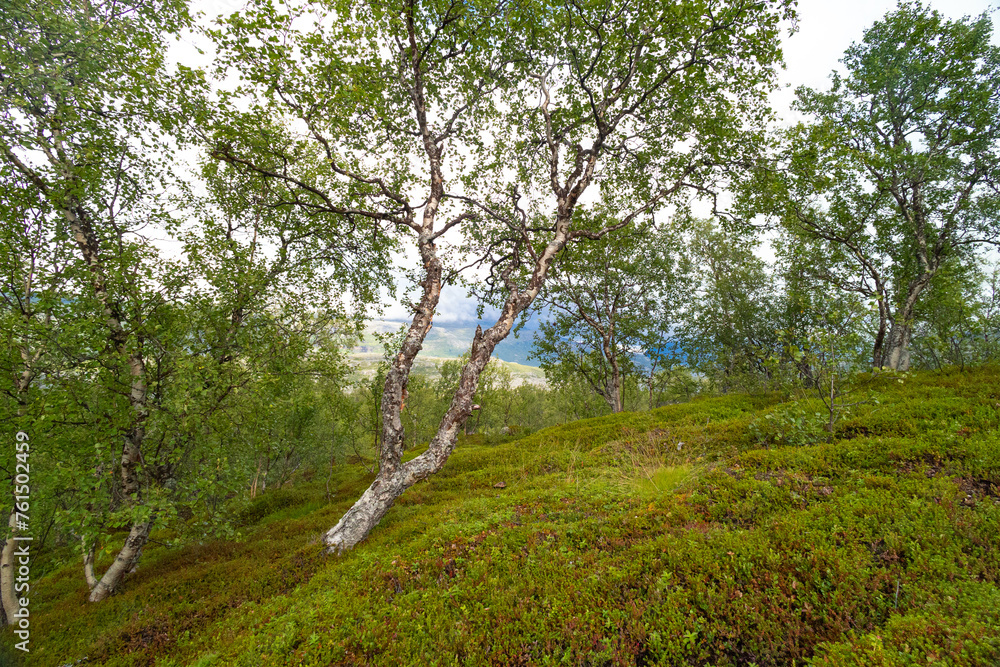 Beautiful landscape of crooked birch trees growing in the Sarek National Park, Sweden. Mountain scenery with trees in Northern Europe wilderness. Beautiful landscape of crooked birch trees growing in the Sarek National Park, Sweden. Mountain scenery with trees in Northern Europe wilderness.