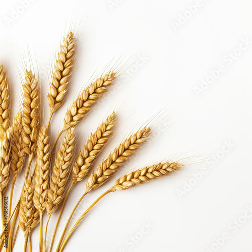 A bunch of golden wheat is shown on a white background