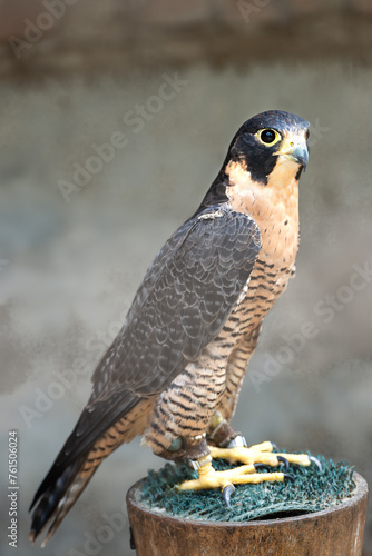 Falco Peregrinus photo