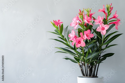 Blooming pink Nerium oleander flower in pot on white wall. Minimalism in flowers. photo