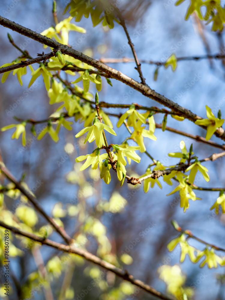 Blooming yellow forsythia plant against blue sky as an Easter springtime background. Blooming yellow forsythia plant against blue sky as an Easter springtime background.