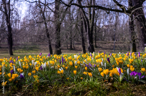 Yellow, purple and white crocus (saffron) flowers, blooming in the park in springtime.  © Kati Lenart