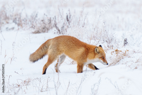 雪原を歩くキタキツネ 冬の北海道観光 可愛い野生動物