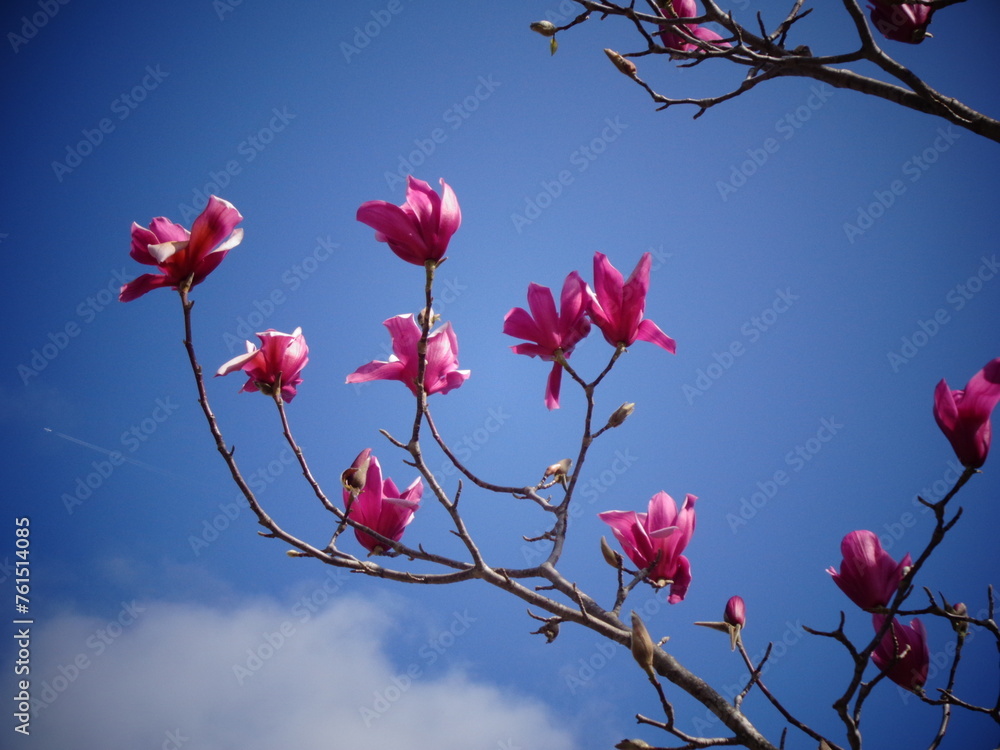 Pink spring flowers of Magnolia tree with a plane and clouds Pink spring flowers of Magnolia tree with a plane and clouds