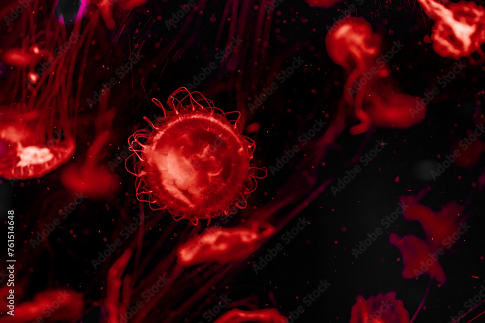 Red jellyfish Red jellyfish