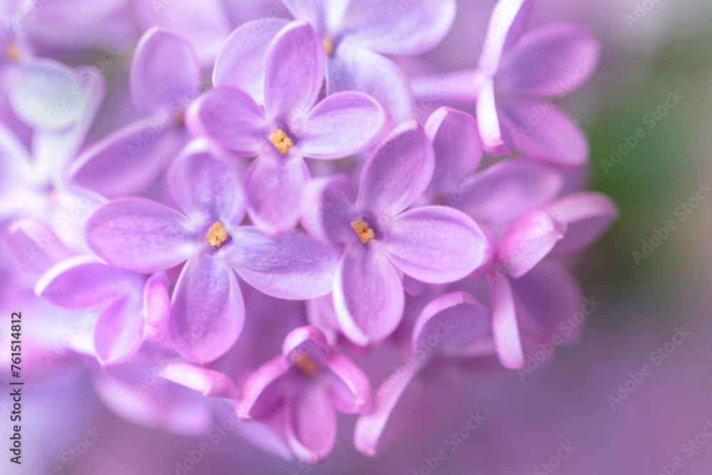 Large flowers of fresh spring lilac lilac