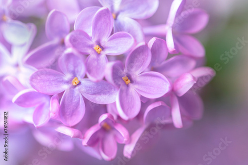 Large flowers of fresh spring lilac lilac © dashabelozerova