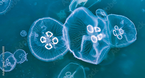 Spring time jellyfish invasion
