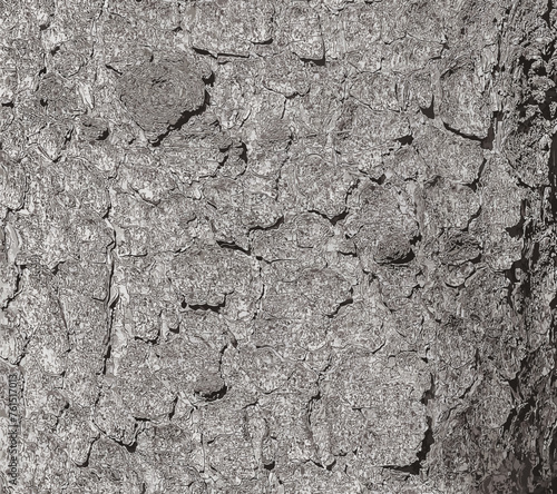 Vector illustration of the bark texture of the trunk of Norway spruce Picea abies. Nature skin background. 