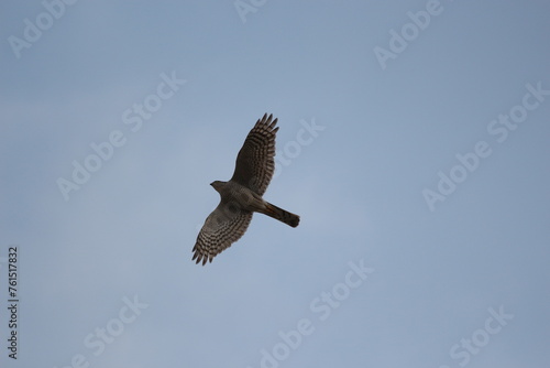 hawk flying  in blue sky