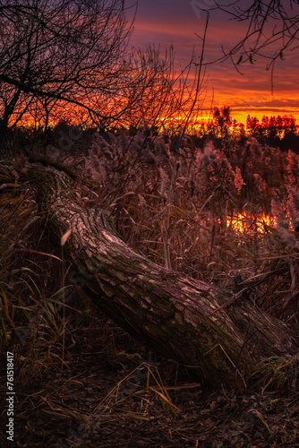 vertical swamp evening landscape. a large coastal bare tree grows lying among dense reeds under the sunset sky