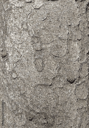 Vector illustration of the bark texture of the trunk of Norway spruce Picea abies. Nature skin background.
