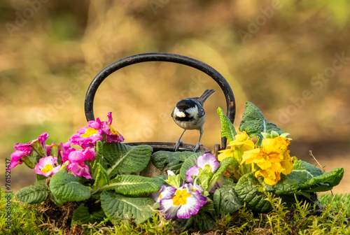 Coal tit bird perched on an old antique teapot with colourful primroses in the spring