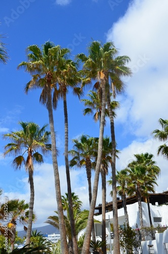 Palm trees on coast of Tenerife island with Costa Adeje seaside town in background, Canary Islands, Spain © Denise Serra