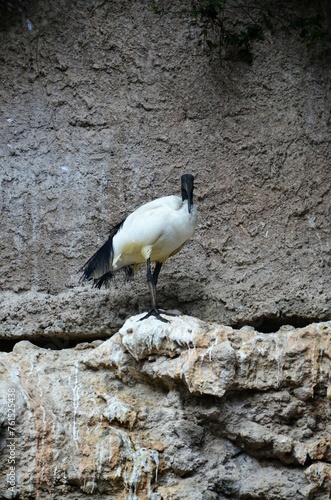 Sacred ibis in the Jungle Park in Tenerife photo