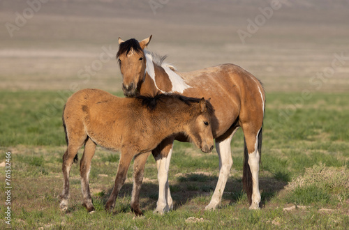 Wild Horse Mare and Her Foal in theUtah Desert in Springtime © natureguy
