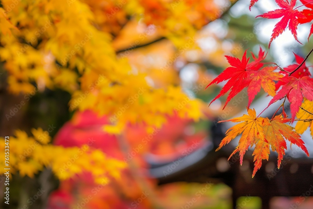 Autumn leaves Autumn leaves