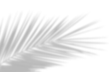 Natural palm branch shadow on transparent background. Tropical palm leaf shadow overlay effect. PNG file, cut-out,  ideal for summer design elements