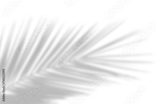 Natural palm branch shadow on transparent background. Tropical palm leaf shadow overlay effect. PNG file, cut-out, ideal for summer design elements