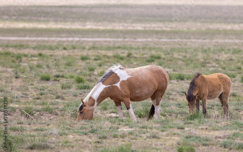Wild Horse Mare and Her Foal in theUtah Desert in Springtime