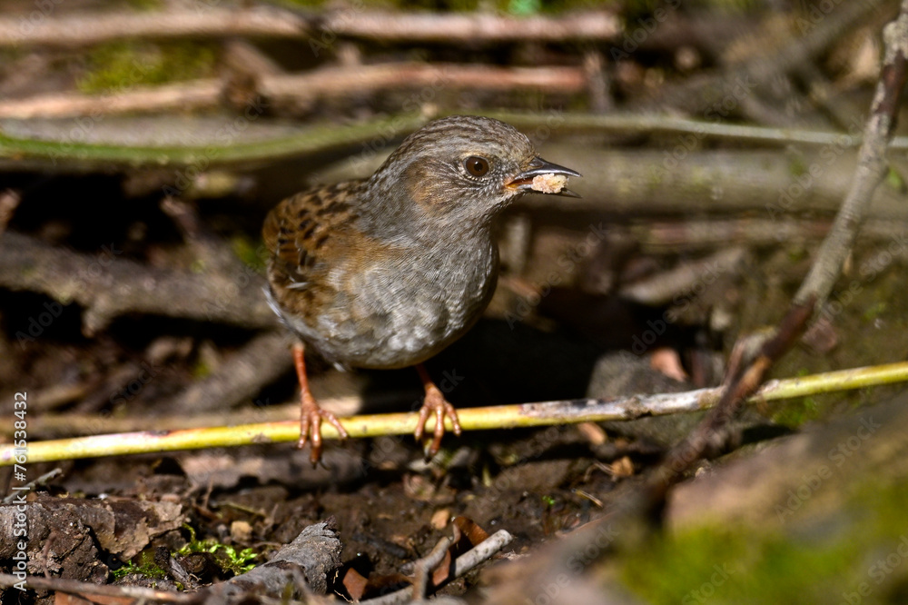Heckenbraunelle // Dunnock (Prunella modularis) Heckenbraunelle // Dunnock (Prunella modularis)