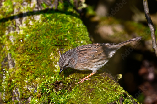 Heckenbraunelle // Dunnock (Prunella modularis) photo