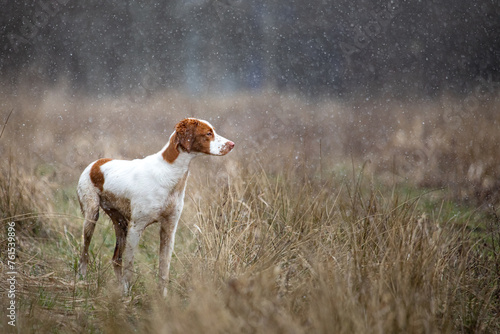 Snow conditions of Brittany Spaniel hunting dog in the grass field.