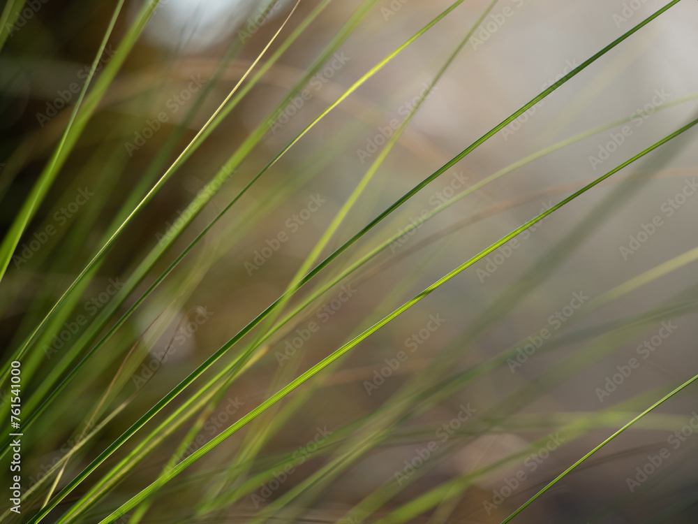 Long blades of grass are overgrown along the walkway Long blades of grass are overgrown along the walkway