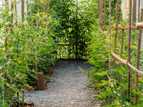 Tomato planting plots in the greenhouses