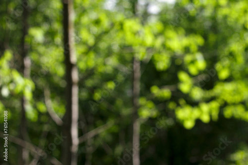 blurry background of green trees in summer forest