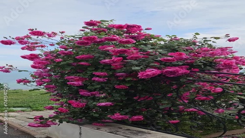 Rose bush in Bulgaria with many bright crimson flowers on a cloudy day