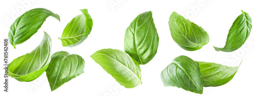 Basil isolated. Set of flying basil leaves for design. Basil green fresh leaf flat lay isolated on white background. Few pieces or several slices. High resolution image. Can be used for self design.