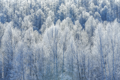 【北海道上富良野の厳冬期の絶景】美しい霧氷の木々　2月 © ibuki