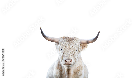 Portrait of a Scotish Highland Cow on isolated Background
