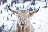 Portrait of a highland cow in snow